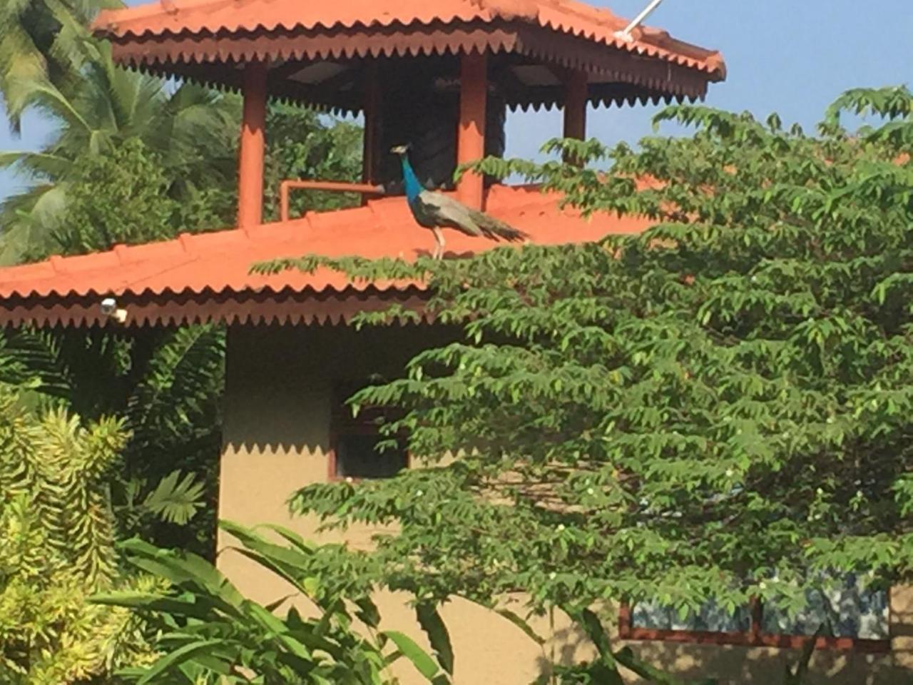 Mass Eco Cabana Yoga & Spa - אונה ואטונה מראה חיצוני תמונה