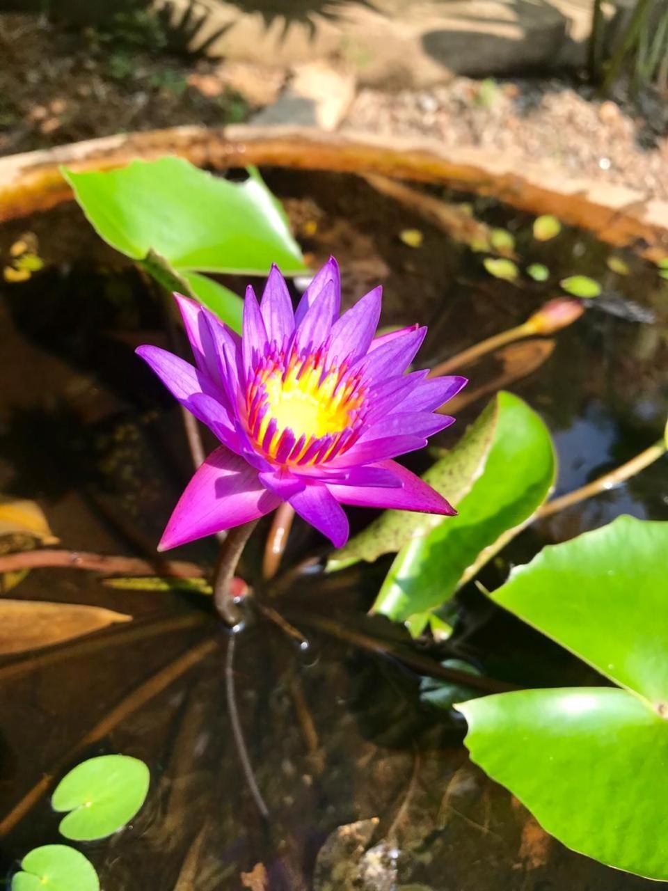 Mass Eco Cabana Yoga & Spa - אונה ואטונה מראה חיצוני תמונה
